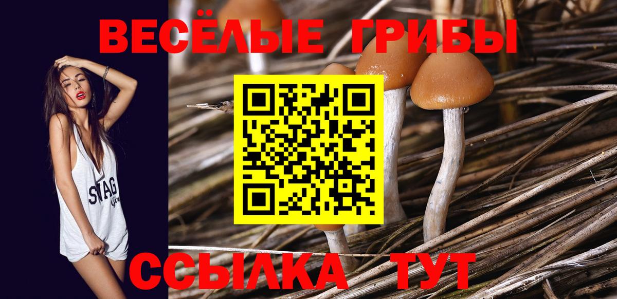 Псилоцибиновые грибы Cubensis Аша